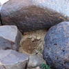 Image of siglum BES20 827