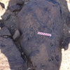 Image of siglum BES20 836