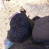 Image of siglum BES20 876
