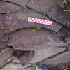 Image of siglum BES20 967