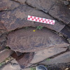 Image of siglum BES20 967