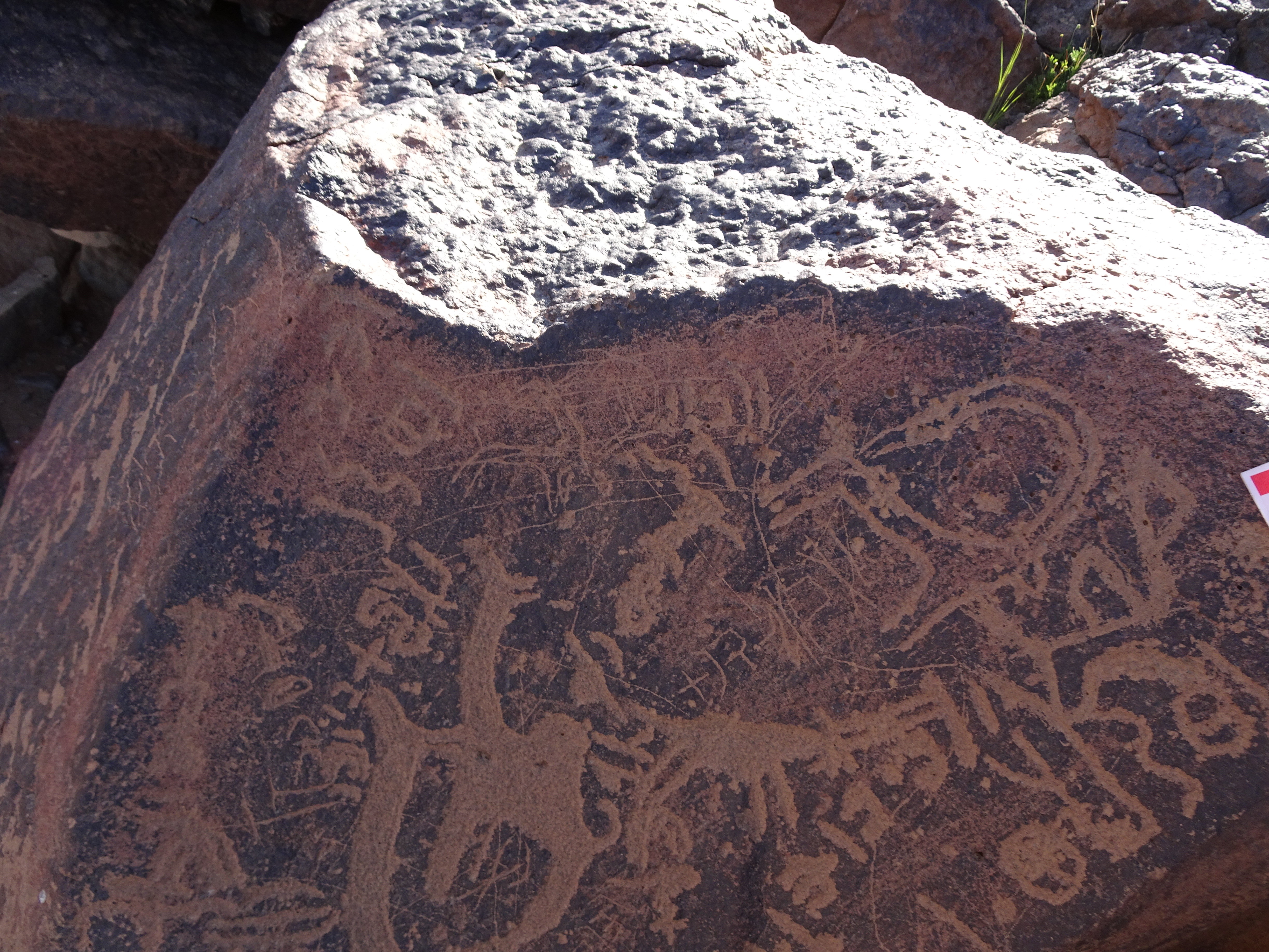Image of siglum BES20 981