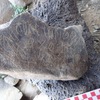 Image of siglum BES20 992