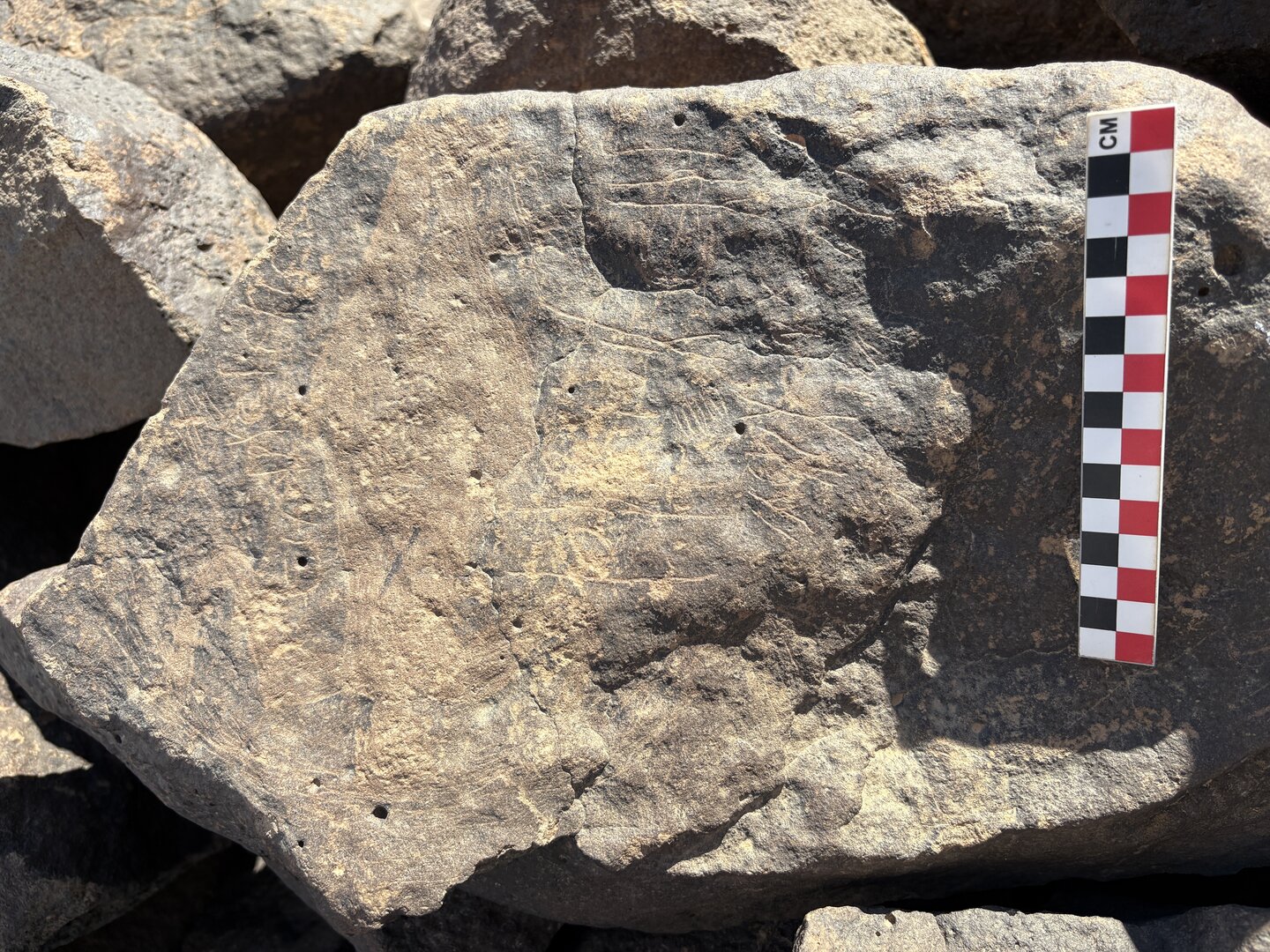 Image of BES26_HRN1 58