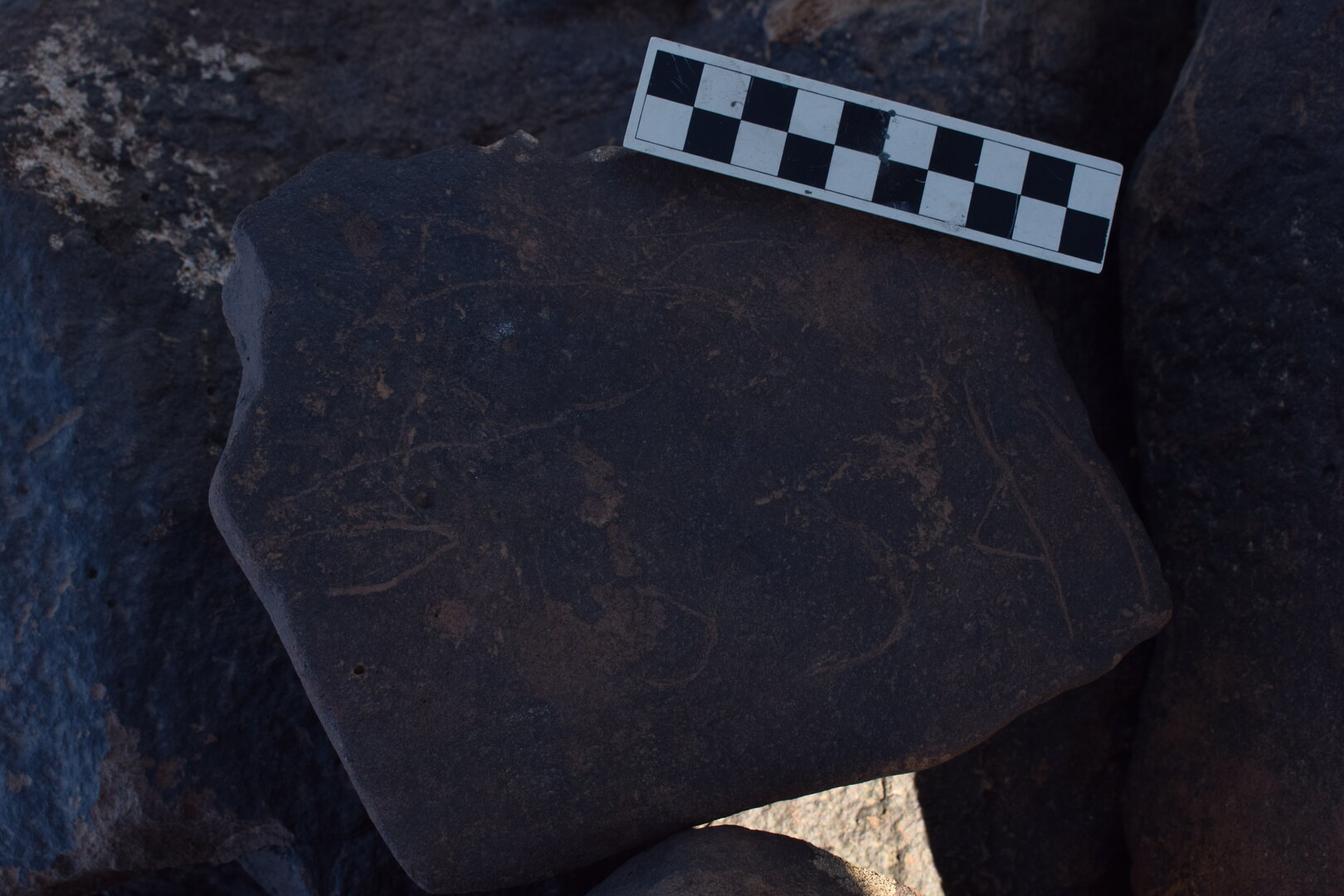 Image of BES26_HRN2 8