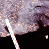 inscription of siglum C 3261