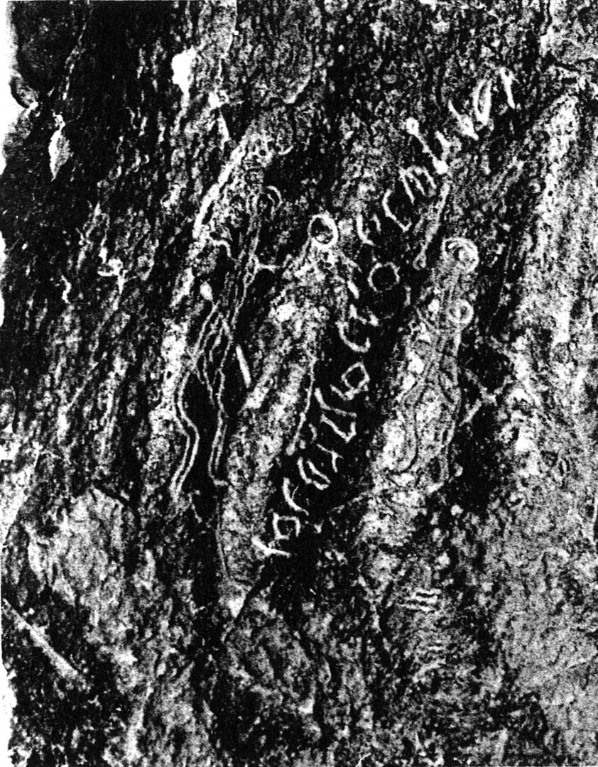 inscription of siglum C 4196