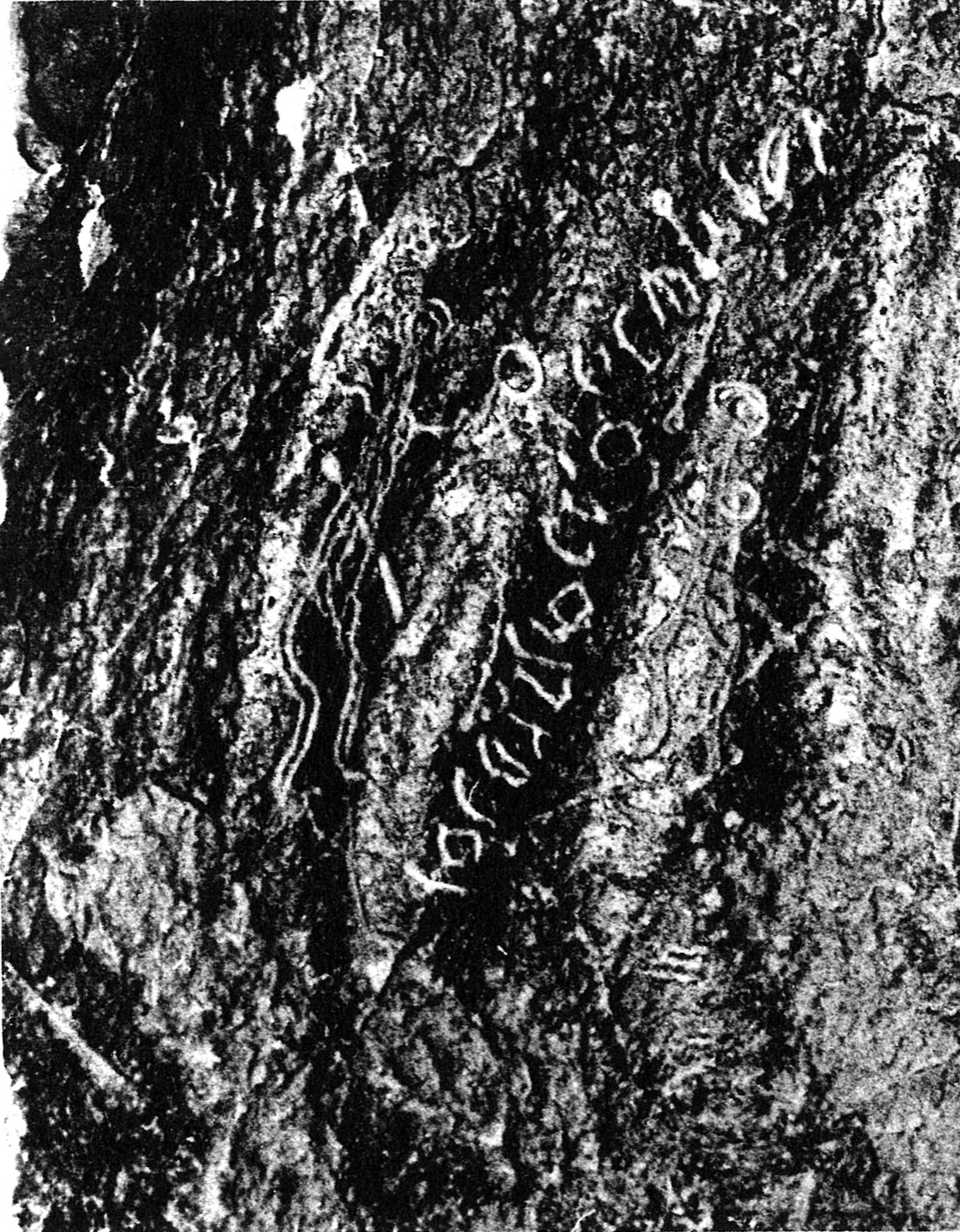 inscription of siglum C 4196