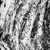inscription of siglum C 4196