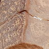 inscription of siglum CEDS 615
