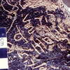 inscription of siglum CSA 3.1