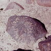 inscription of siglum CSNS 245