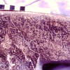 inscription of siglum CSNS 423