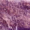 inscription of siglum CSNS 423