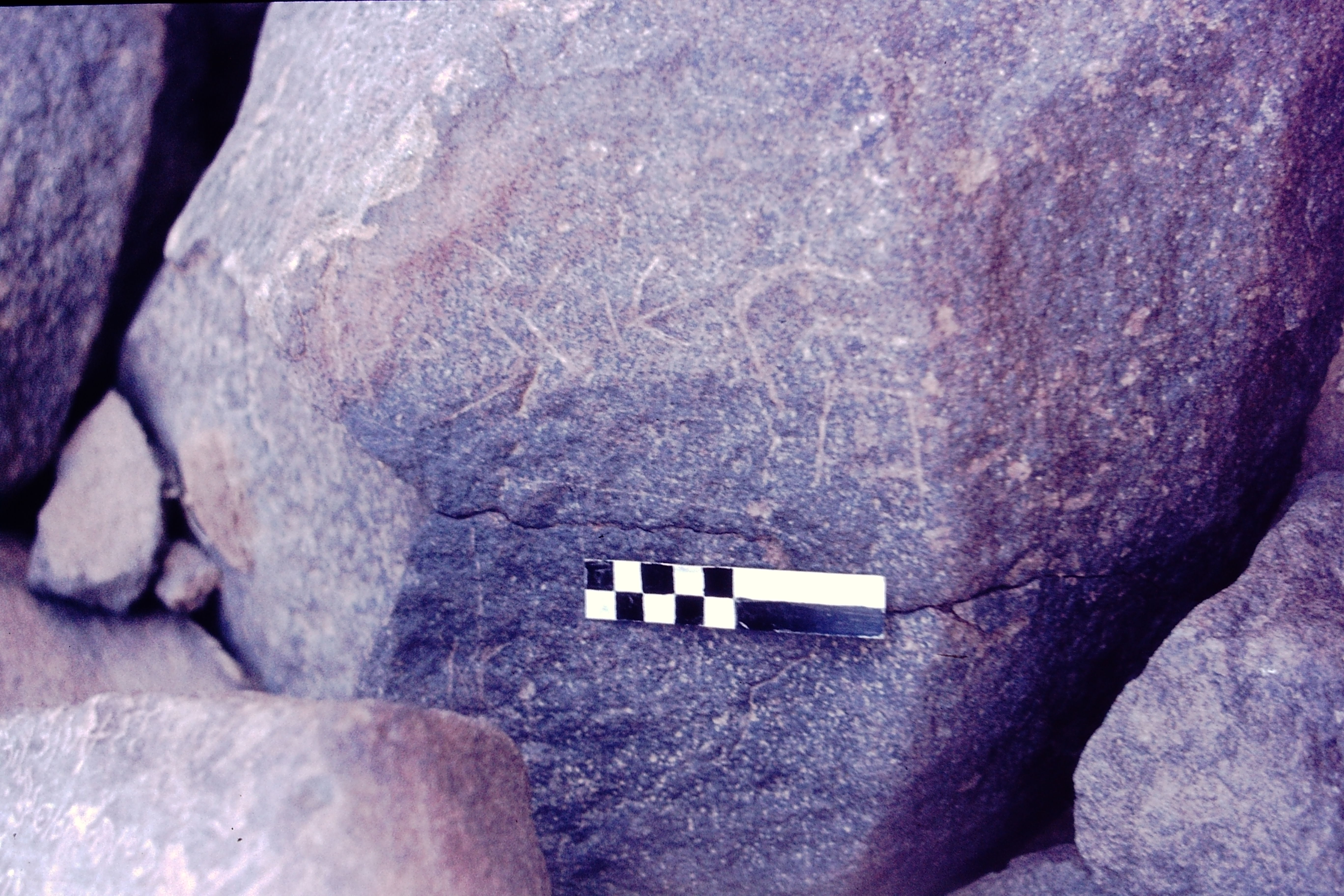 inscription of siglum CSNS 443
