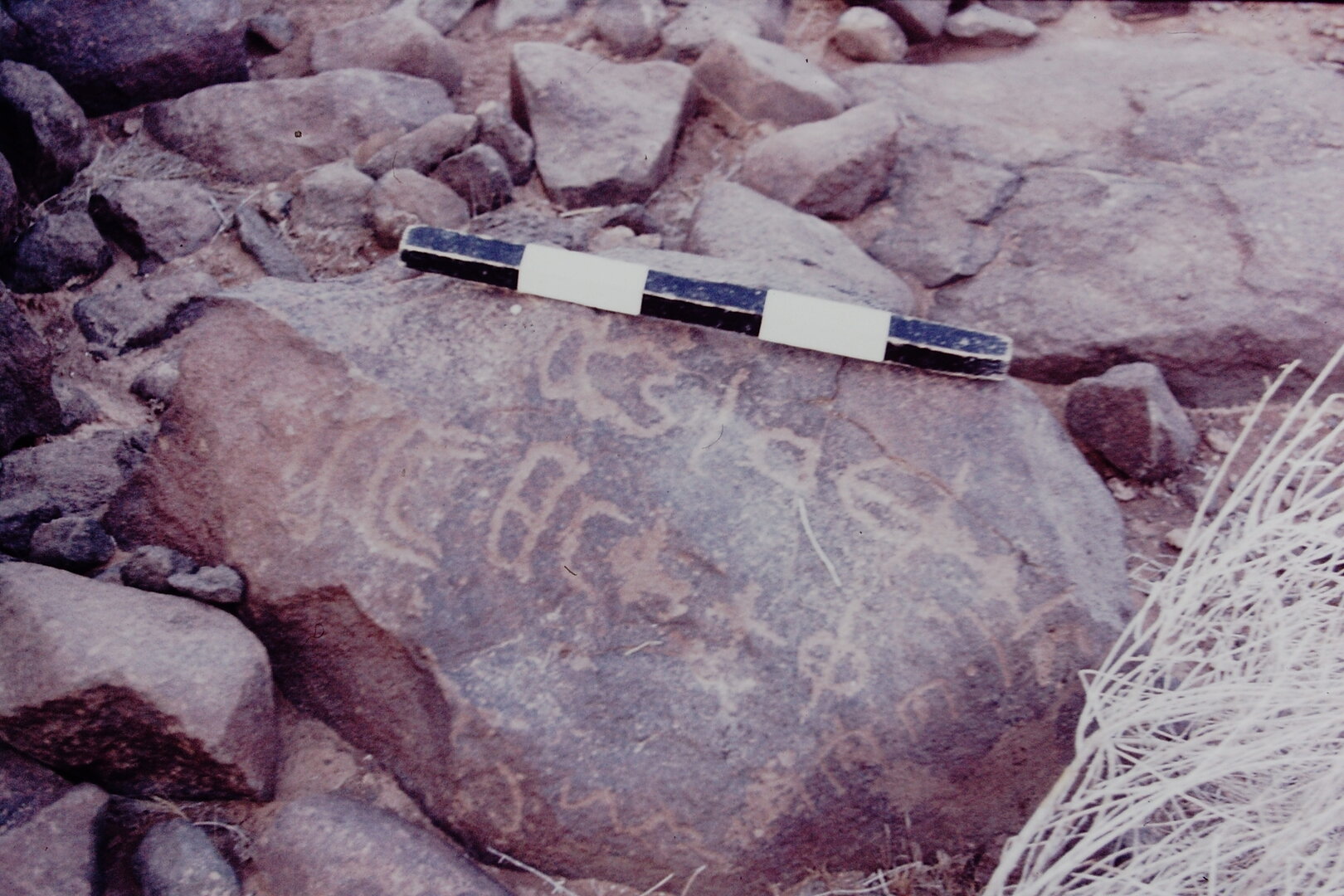 inscription of siglum CSNS 446