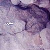 inscription of siglum CSNS 464