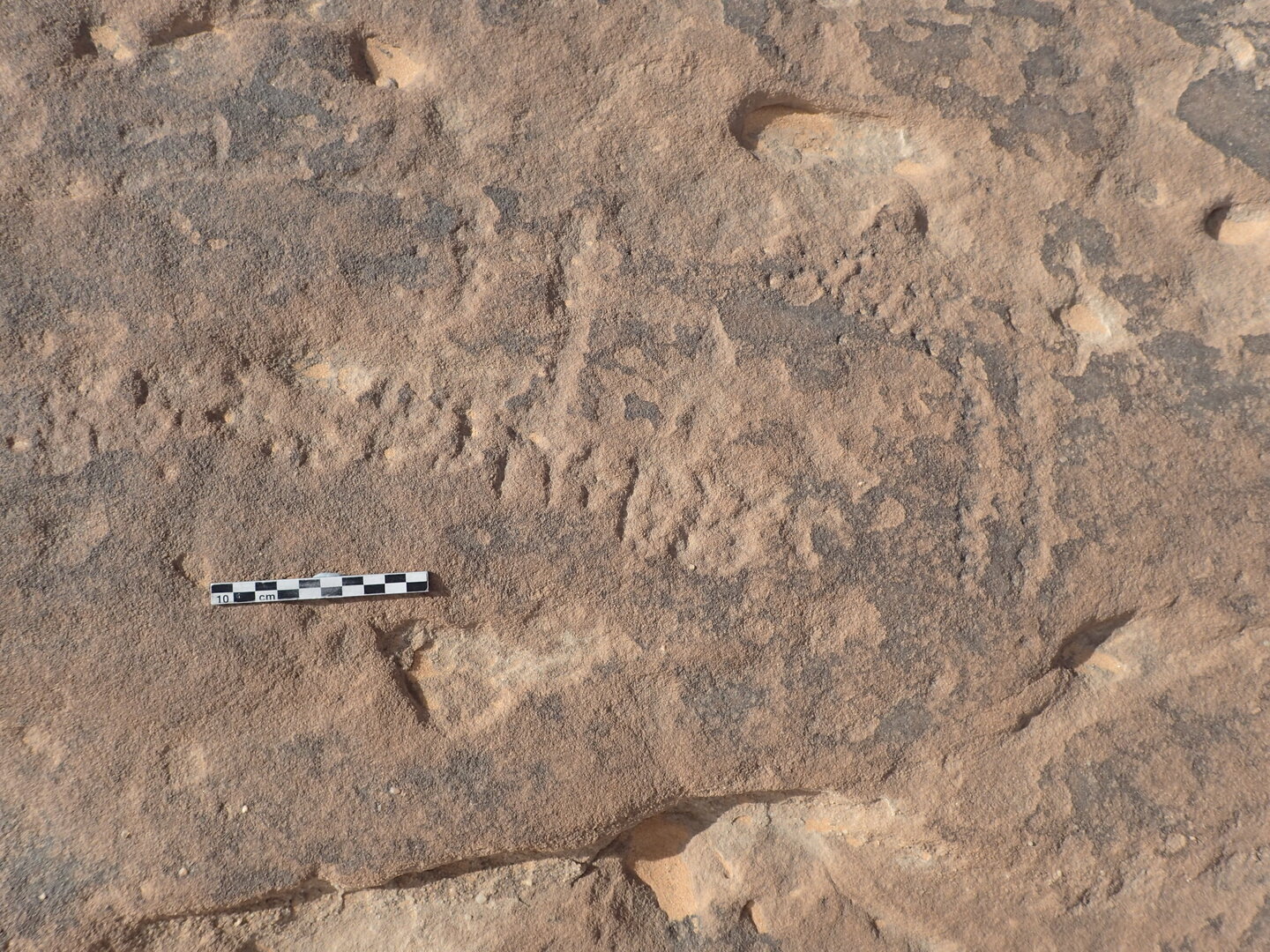 inscription of siglum ELHT Al-Muqāyil.2 Tay 03