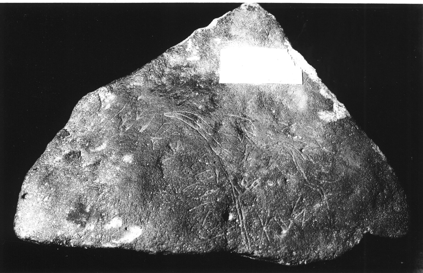 inscription of siglum Field Museum of Natural History, Chicago 158702