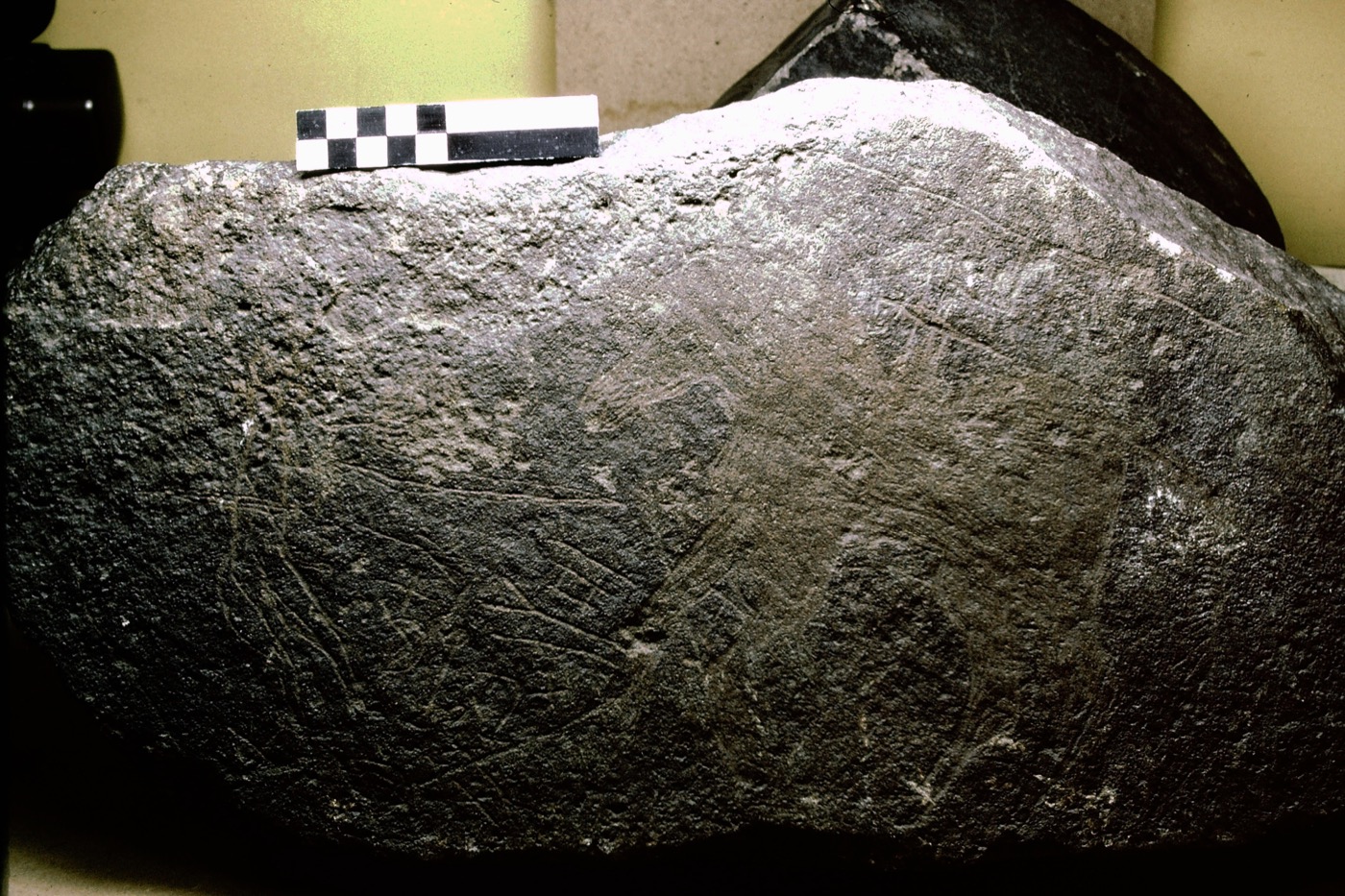 inscription of siglum Field Museum of Natural History, Chicago 228759