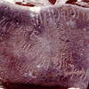 inscription of siglum HCH 113
