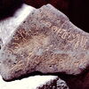 inscription of siglum HCH 54