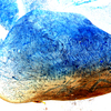inscription of siglum HNSD 123