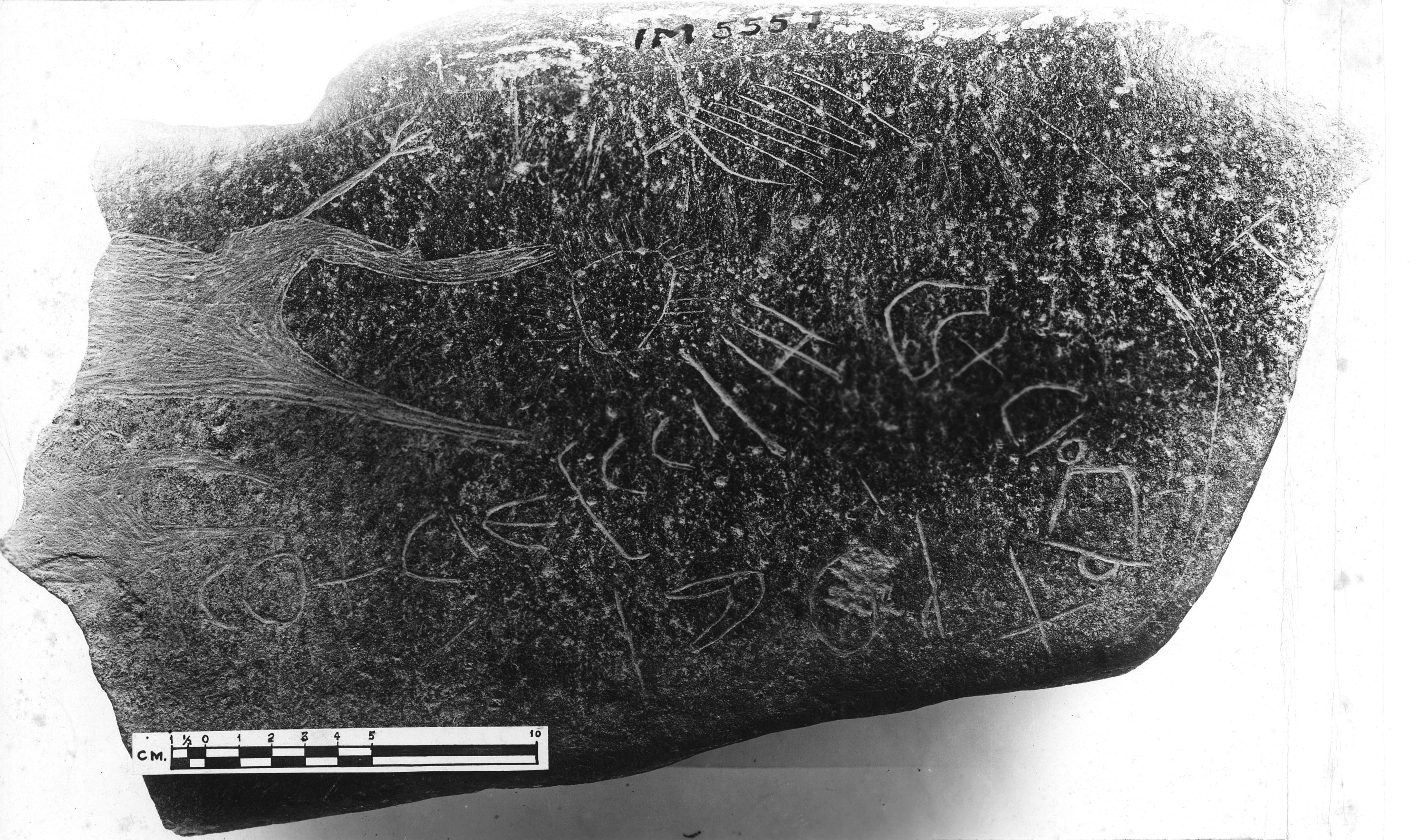 inscription of siglum HSIM 5557