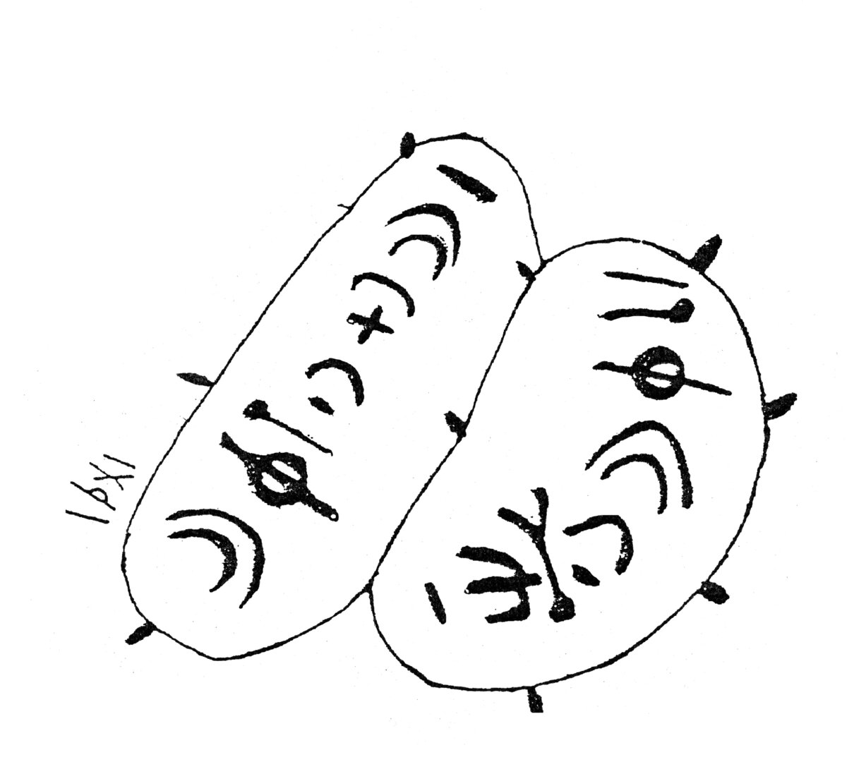 inscription of siglum HaNS 481