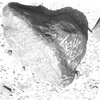 inscription of siglum ISB 229