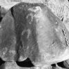 inscription of siglum Is.H 260