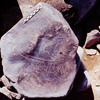inscription of siglum Is.H 503