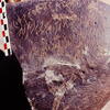 inscription of siglum Is.H 508