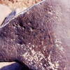 inscription of siglum Is.H 511