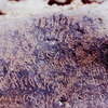 inscription of siglum Is.H 561