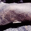 inscription of siglum Is.H 833