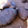 inscription of siglum Is.H 896