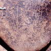inscription of siglum Is.H 988
