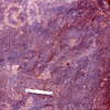 inscription of siglum Is.H 995