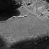 inscription of siglum Is.L 61