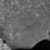 inscription of siglum Is.L 99