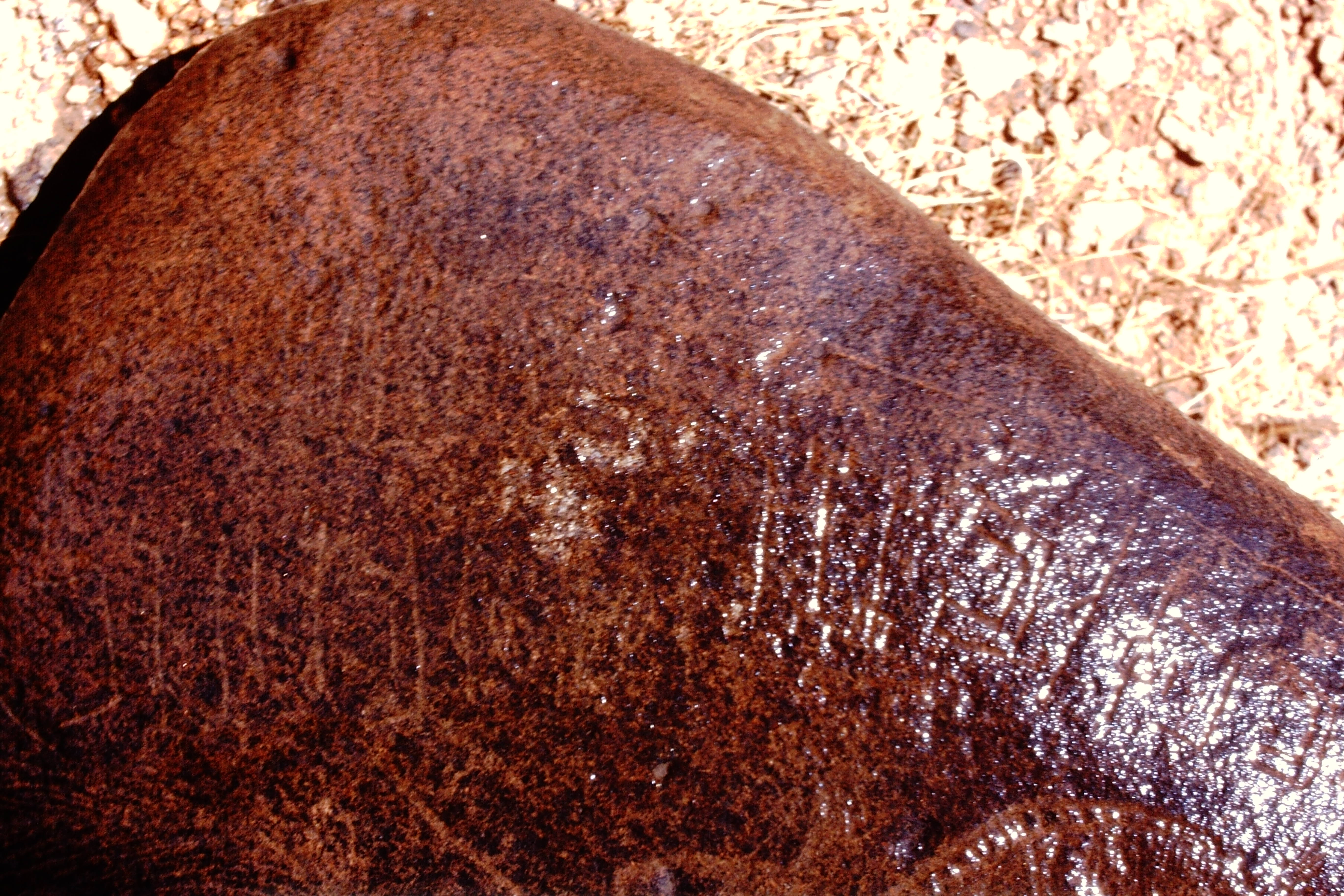 inscription of siglum Is.M 113 See LP 326