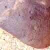 inscription of siglum Is.M 113 See LP 326