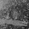 inscription of siglum Is.M 113 See LP 326