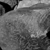 inscription of siglum Is.M 145
