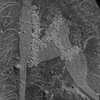 inscription of siglum Is.M 183