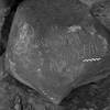 inscription of siglum Is.M 194