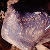 inscription of siglum Is.M 194