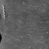 inscription of siglum Is.M 197