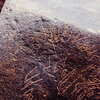 inscription of siglum Is.M 250